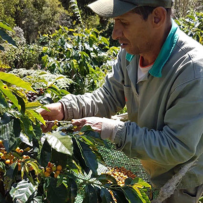 New Brazil Yellow Bourbon Coffee