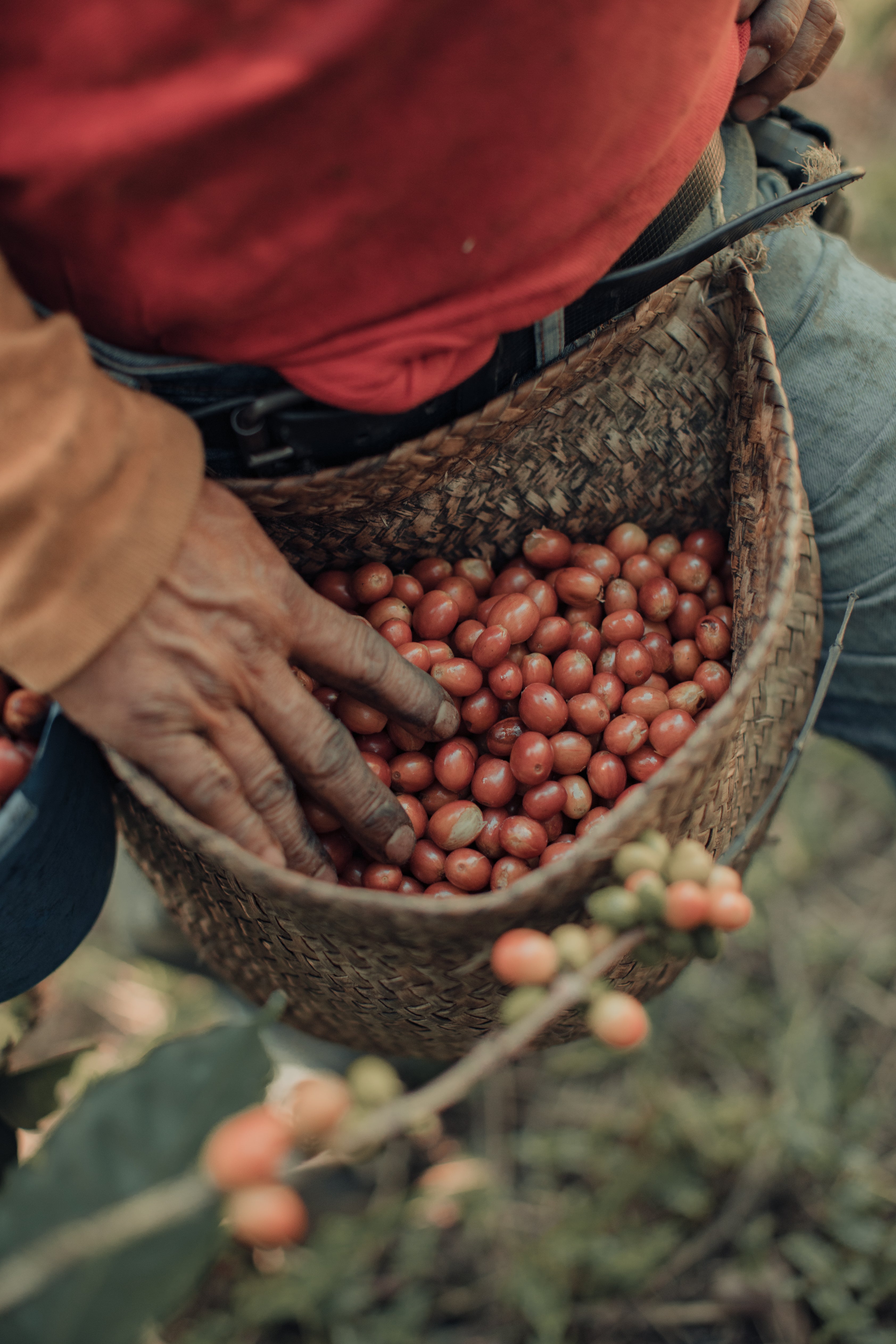 Limited Edition Mexico El Equimite - Natural Process Pink Bourbon - DEMETER Biodynamic Coffee