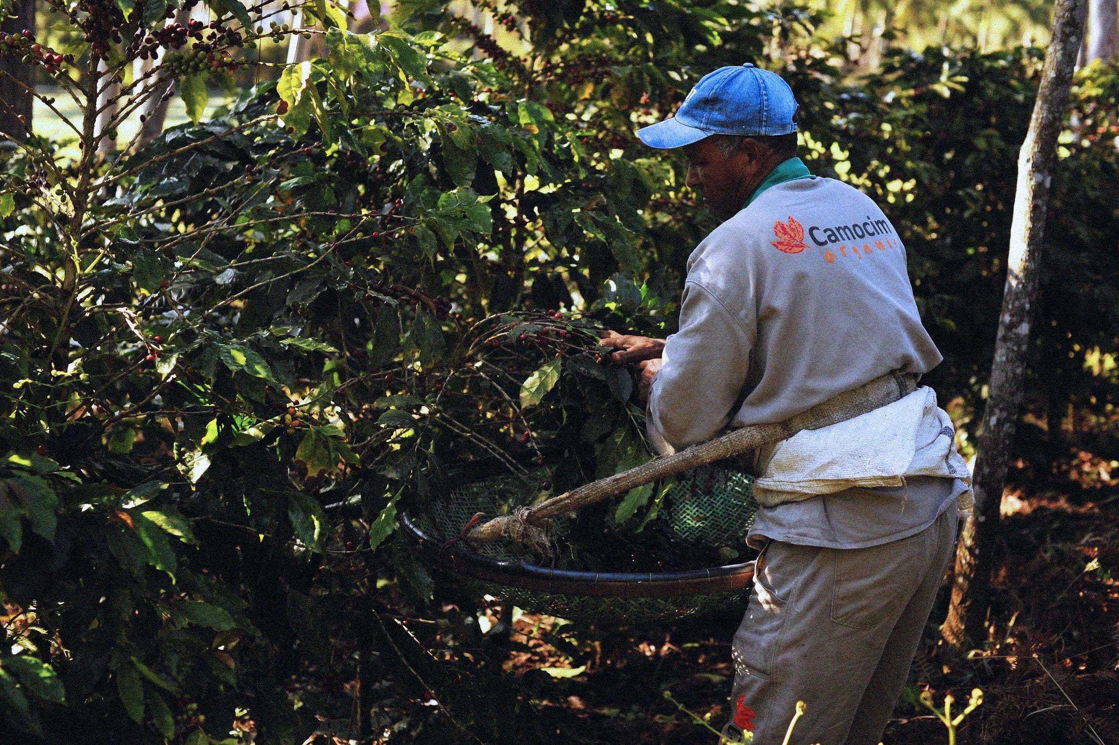 Bella Barista becomes the UK’s first organisation to be Regenerative Organic Certified® backed by Patagonia’s non-profit alliance